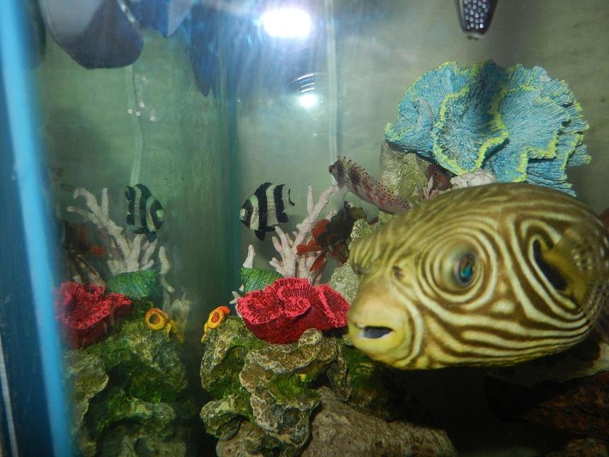 Rated #6: 62 Gallons Saltwater Fish Tank - The Gang