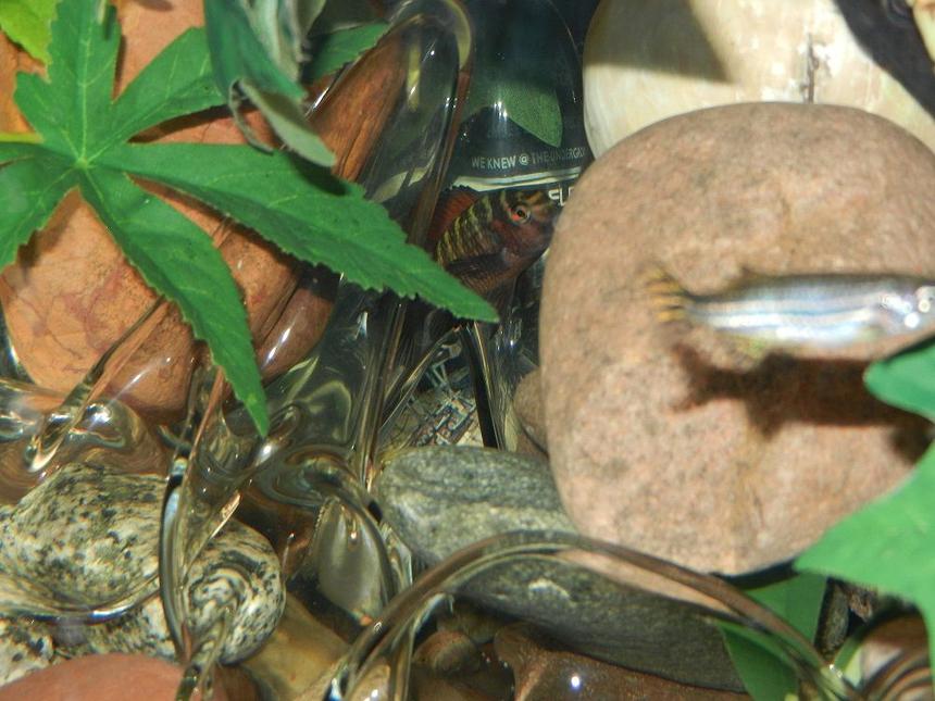 Rated #102: Freshwater Fish - Danio Rerio - Zebra Longfin Danio Stocking In 62 Gallons Tank - Boss