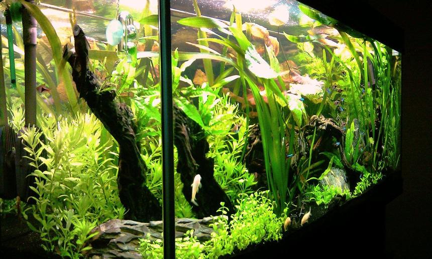 Rated #11: 63 Gallons Planted Tank - Latest photo of my October 2011 aquascape