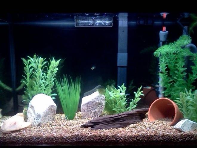 29 gallons freshwater fish tank (mostly fish and non-living decorations) - Wannabe planted aquarium