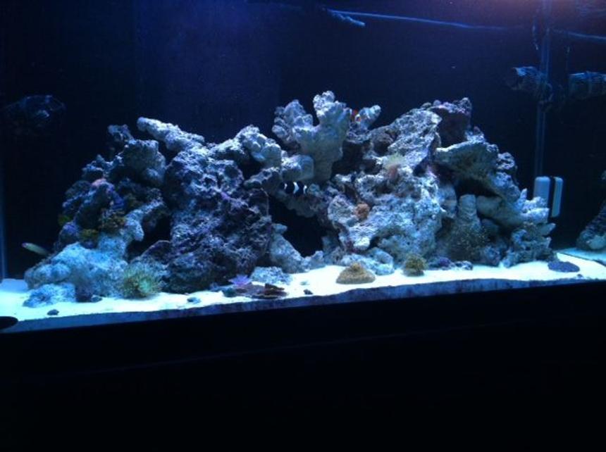Rated #32: 90 Gallons Reef Tank - Nothing like the ocean in your living room