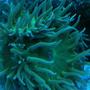 corals inverts - duncanopsammia axifuga - giant green polyp duncan stocking in 90 gallons tank - Green Duncans