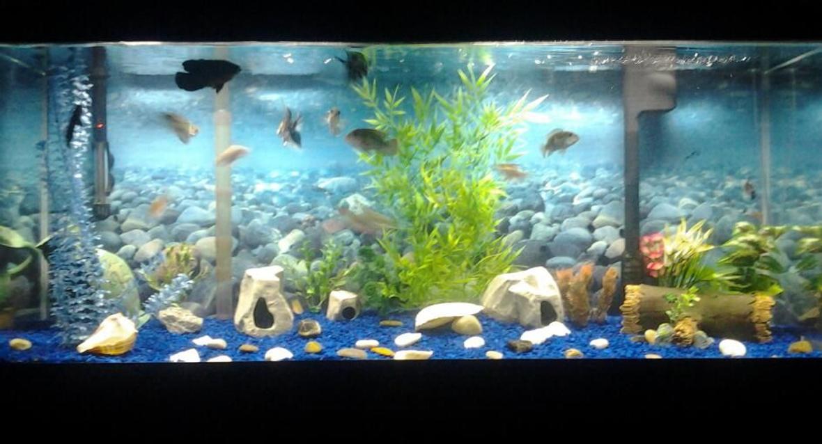 55 gallons freshwater fish tank (mostly fish and non-living decorations) - This is my first tank. its a 55G fresh water tank.
