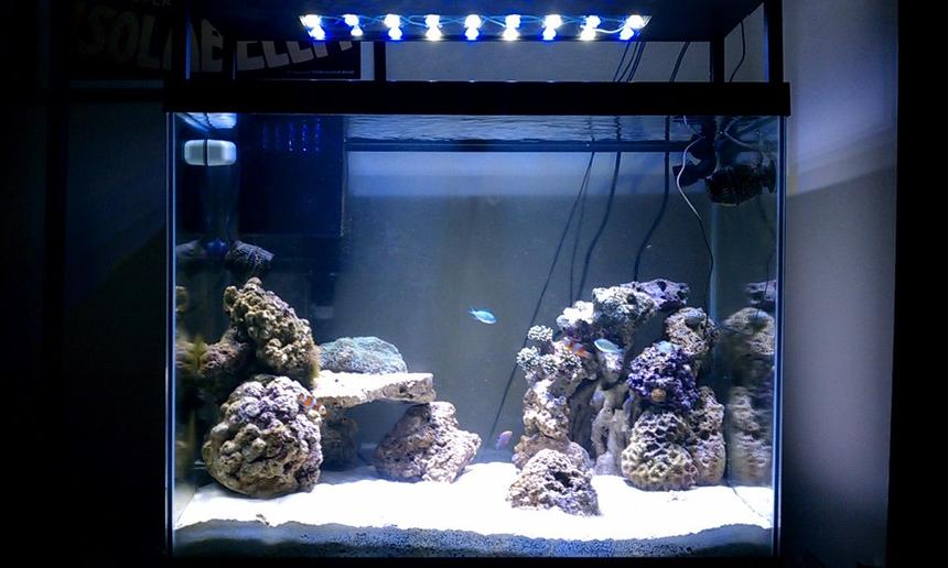 Rated #56: 56 Gallons Reef Tank - 56gal. Column