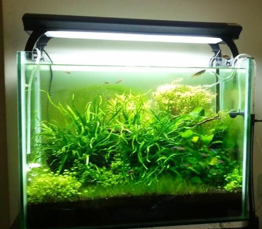 Rated #13: 28 Gallons Planted Tank - nature H2O