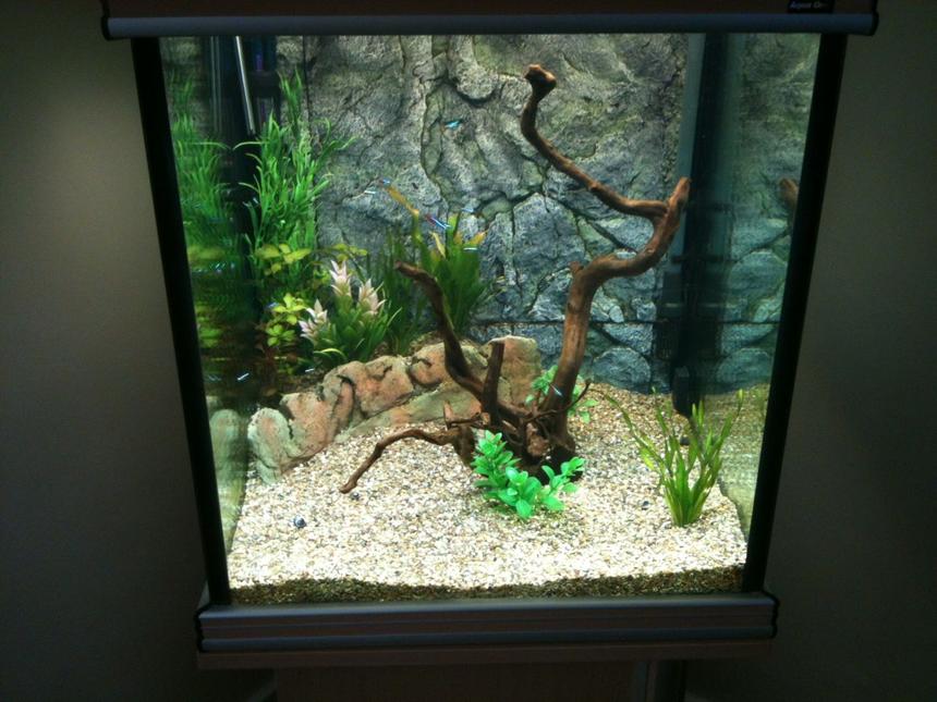 Rated #56: 43 Gallons Freshwater Fish Tank - 2nd attempt