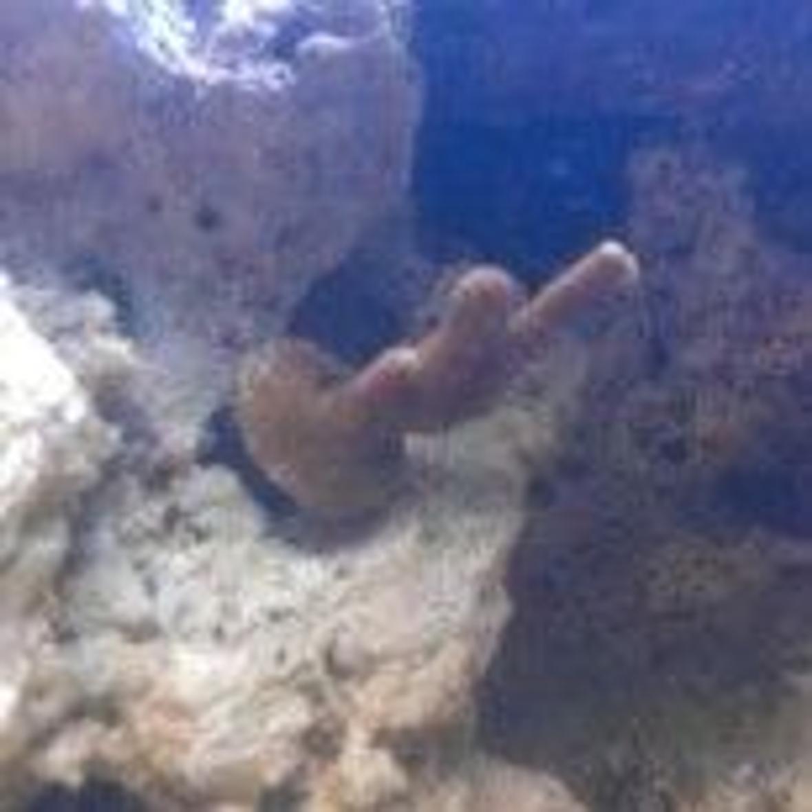 fish tank picture - same