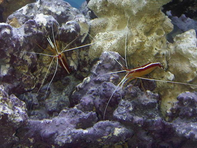 corals inverts - lysmata amboinensis - scarlet skunk cleaner shrimp stocking in 90 gallons tank - SCARLET CLEANER SHRIMP