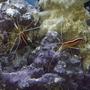 corals inverts - lysmata amboinensis - scarlet skunk cleaner shrimp stocking in 90 gallons tank - SCARLET CLEANER SHRIMP
