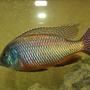 freshwater fish - protomelas taeniolatus - red empress stocking in 55 gallons tank - Red Empress