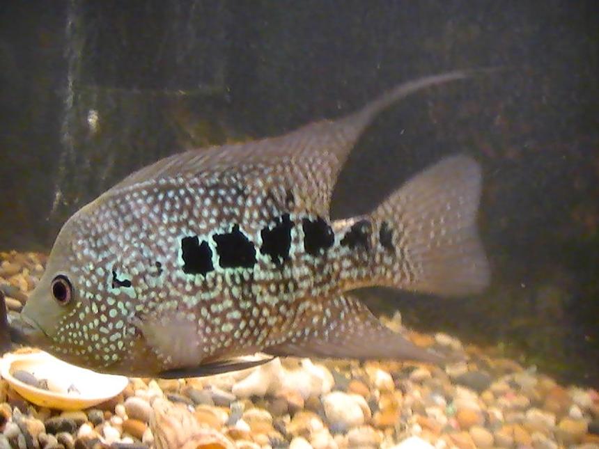 Rated #26: Freshwater Fish - Nandopsis Octofasciatum - Jack Dempsey Stocking In 100 Gallons Tank - well here it is me baby had me fish for 4yrs and he is on his lonesome at mo looking to add more but need a little more info