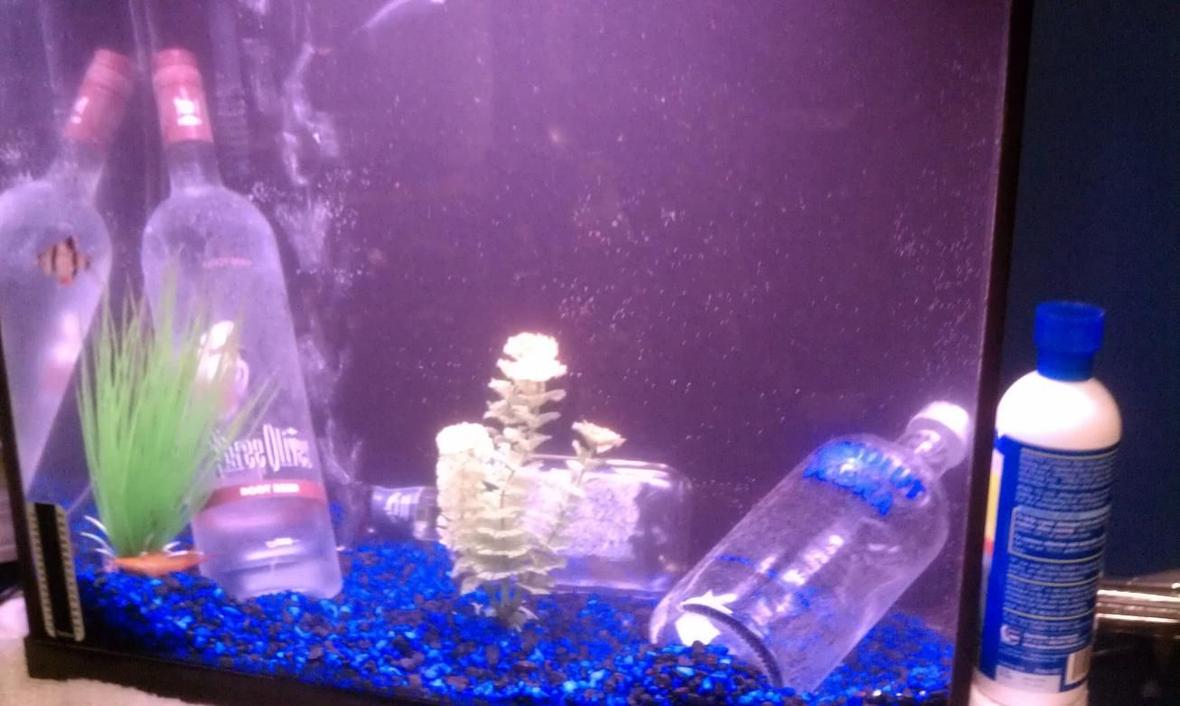15 gallons freshwater fish tank (mostly fish and non-living decorations) - My dedication to getting CRRRUUUUUUUNK!