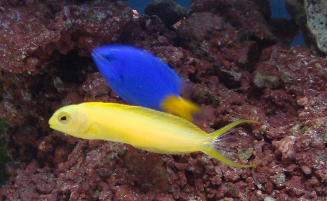 saltwater fish - meiacanthus oualanensis - canary blenny stocking in 20 gallons tank - blenny with damsel