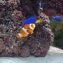 saltwater fish - amphiprion percula - true percula clownfish stocking in 20 gallons tank - nemo