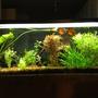 60 gallons planted tank (mostly live plants and fish) - 60gal ("Pass Through")