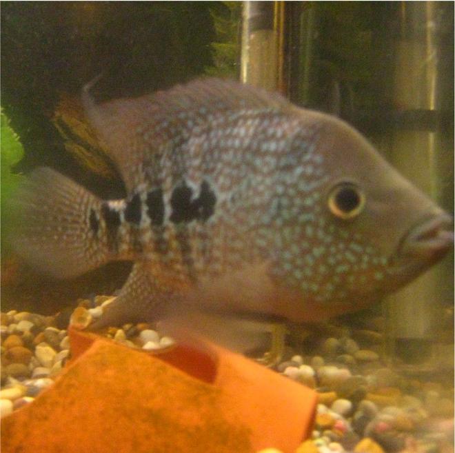 freshwater fish - nandopsis octofasciatum - jack dempsey stocking in 100 gallons tank - its me fish again
