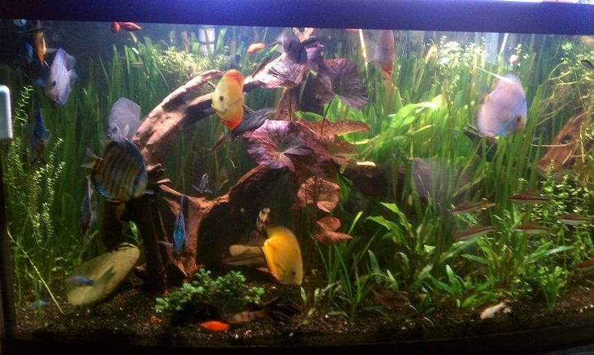 Rated #10: 155 Gallons Planted Tank - Planted Discuss