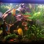 155 gallons planted tank (mostly live plants and fish) - Planted Discuss