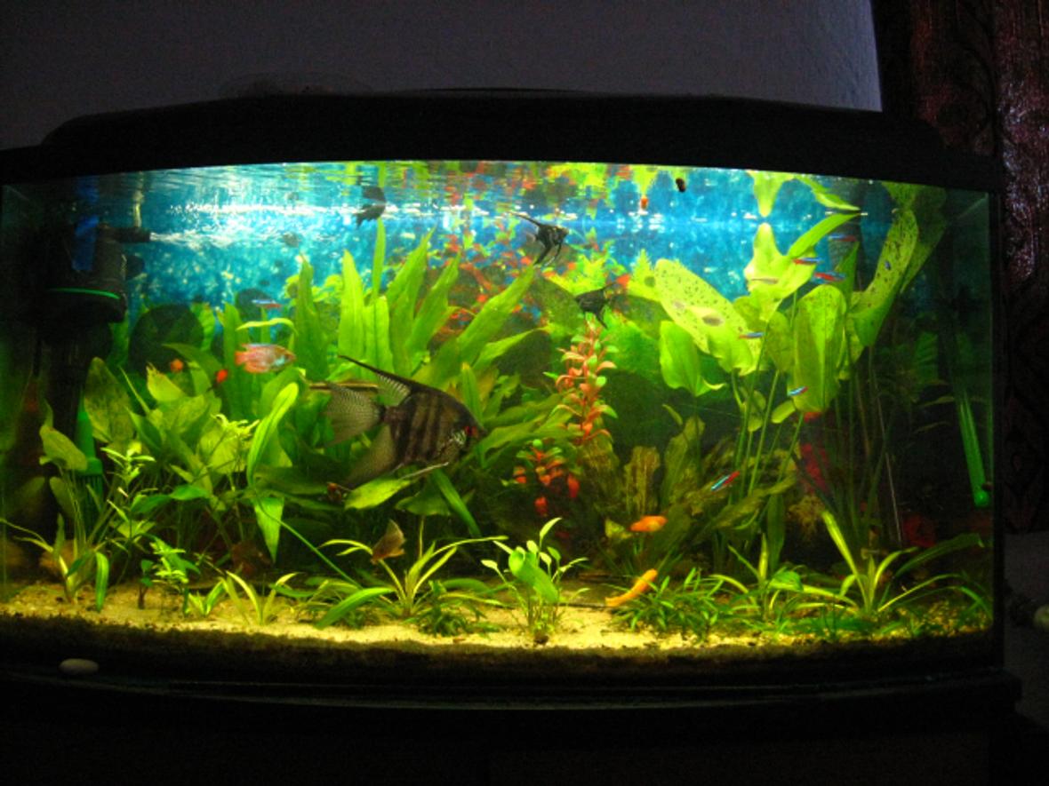 30 gallons planted tank (mostly live plants and fish) - 2012.02.22