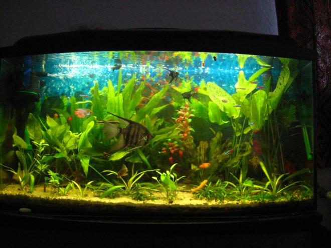 30 gallons planted tank (mostly live plants and fish) - 2012.02.22