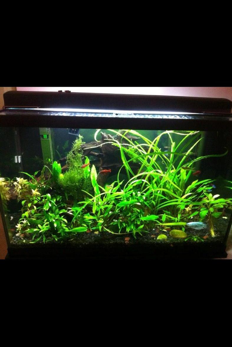 29 gallons planted tank (mostly live plants and fish) - 29