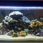fish tank picture - tank
