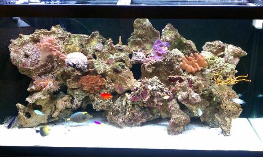 Rated #35: 90 Gallons Reef Tank - 90g reef