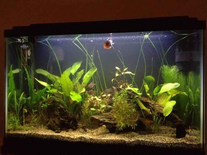 29 gallons planted tank (mostly live plants and fish) - Just a quick picture. See the Gourami up top and several of the Tetras near the middle.