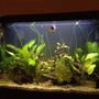 29 gallons planted tank (mostly live plants and fish) - Just a quick picture. See the Gourami up top and several of the Tetras near the middle.