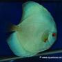 freshwater fish - symphysodon sp. - blue diamond discus stocking in 48 gallons tank - My Favourite discus