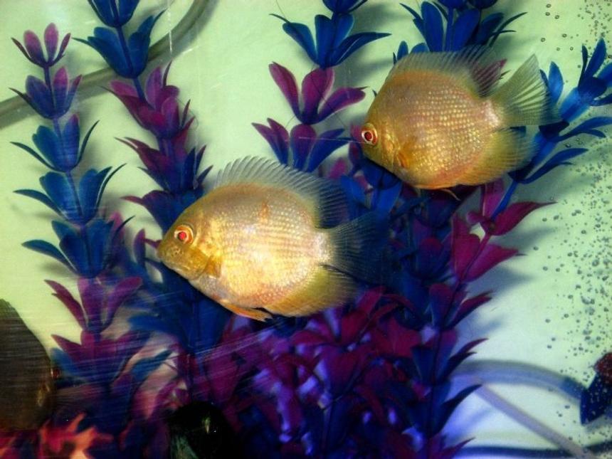 Rated #52: Freshwater Fish - Heros Serverus - Gold Severum Stocking In 100 Gallons Tank - My Golden Severums....
