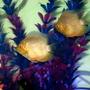 freshwater fish - heros serverus - gold severum stocking in 100 gallons tank - My Golden Severums....