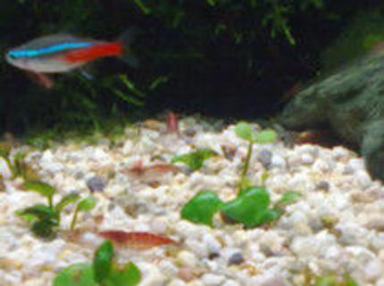 freshwater fish - paracheirodon innesi - neon tetra jumbo stocking in 40 gallons tank - My new aquarium