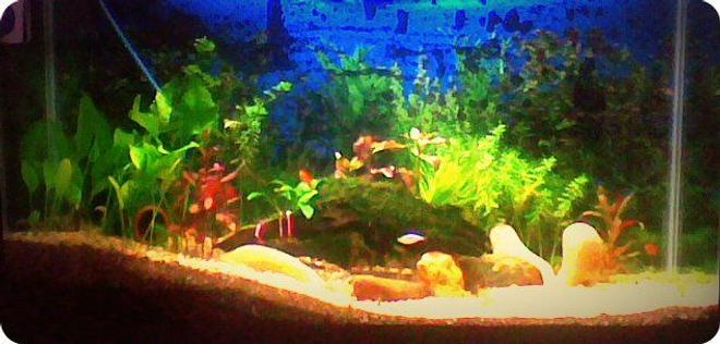 3 gallons planted tank (mostly live plants and fish) - 3.5 feet lenth, 2 feet hight with plantation of various variety and moss, i am using only top filter for water filterization..