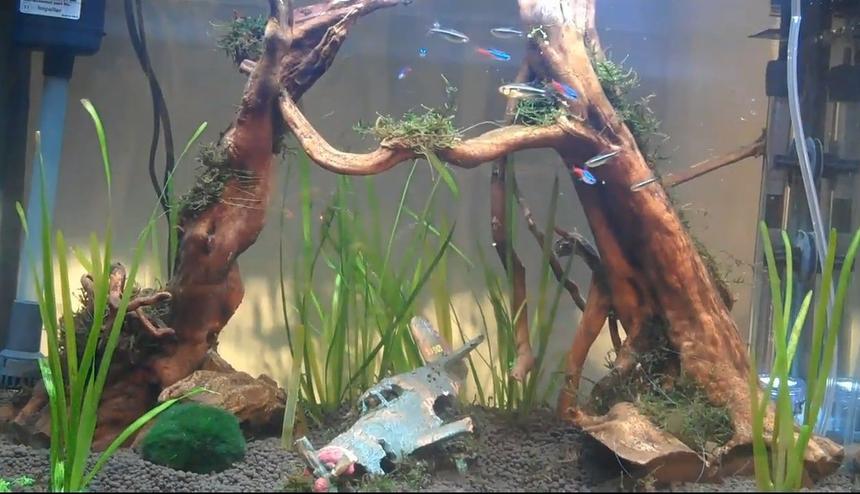 Rated #99: 20 Gallons Planted Tank - My new tank! Just starting really!