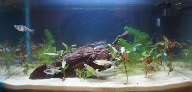 10 gallons planted tank (mostly live plants and fish) - First tank!