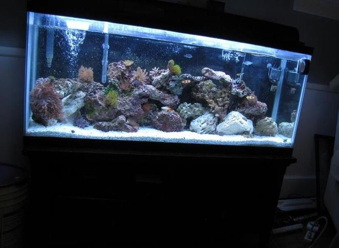 55 gallons reef tank (mostly live coral and fish) - 55 gallon
t5 lighting
powerhead
filter
protein skimmer
heater

2 clownfish
tomato clownfish
scribbled rabbitfish
3 green chromis
3-stripe damsel
coral banded shrimp
hemit crew
flat anemone
assorted corals