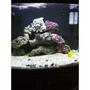 29 gallons saltwater fish tank (mostly fish, little/no live coral) - new rock