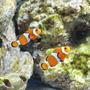 saltwater fish - amphiprion percula - true percula clownfish stocking in 125 gallons tank - percula clowns