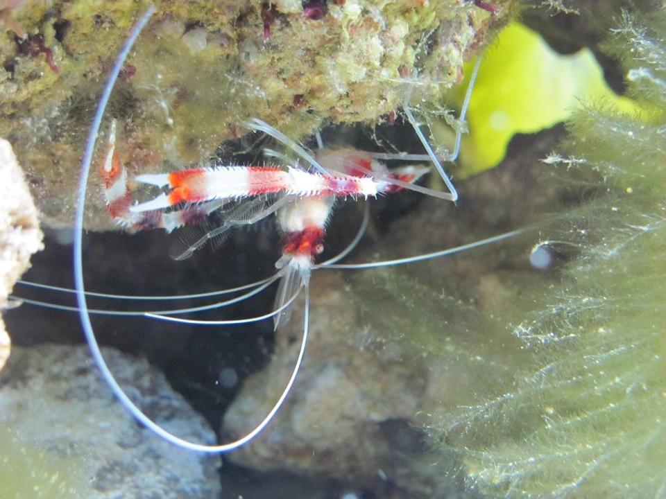 corals inverts - stenopus hispidus - banded coral shrimp stocking in 125 gallons tank - Coral banded shrimp
