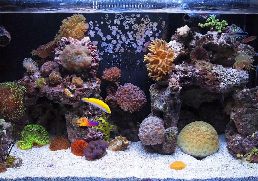 Rated #10: 57 Gallons Reef Tank - FTS

7 small nano fish, pistol shrimp, cleaner shrimp, 3 maxi-mini anemones, couple clams, many corals