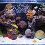 57 gallons reef tank (mostly live coral and fish) - FTS 7 small nano fish, pistol shrimp, cleaner shrimp, 3 maxi-mini anemones, couple clams, many corals