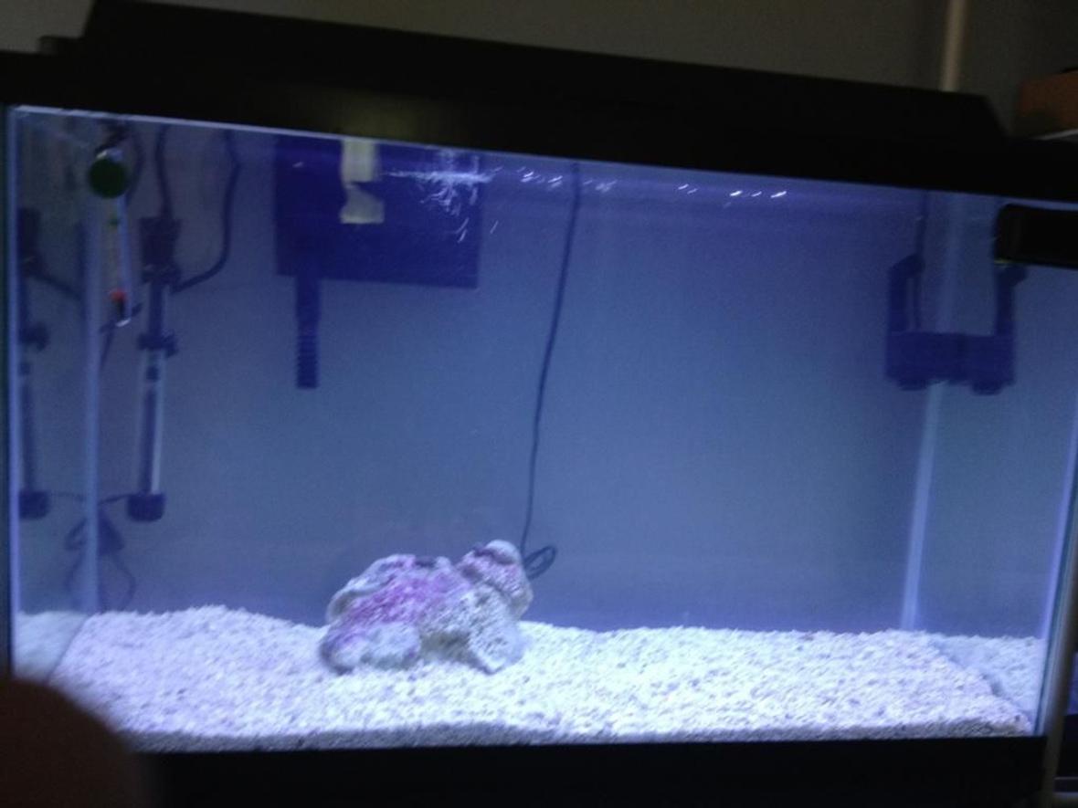 29 gallons saltwater fish tank (mostly fish, little/no live coral) - starting out my saltwater tank