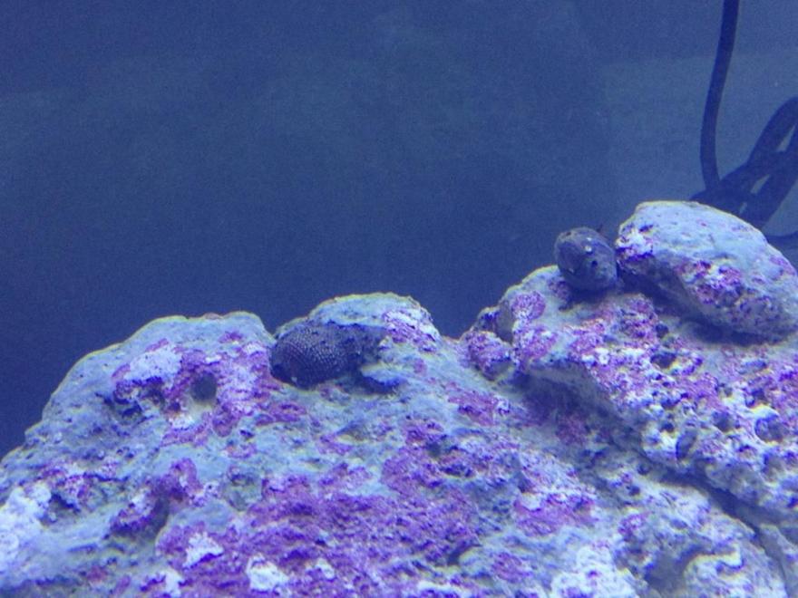 corals inverts stocking in 29 gallons tank - my first piece of live rock and a few crabs