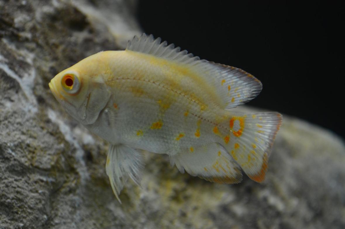 freshwater fish - astronotus ocellatus - tiger oscar, albino stocking in 60 gallons tank - Albino Oscar