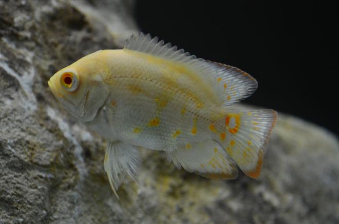 freshwater fish - astronotus ocellatus - tiger oscar, albino stocking in 60 gallons tank - Albino Oscar