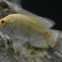 freshwater fish - astronotus ocellatus - tiger oscar, albino stocking in 60 gallons tank - Albino Oscar