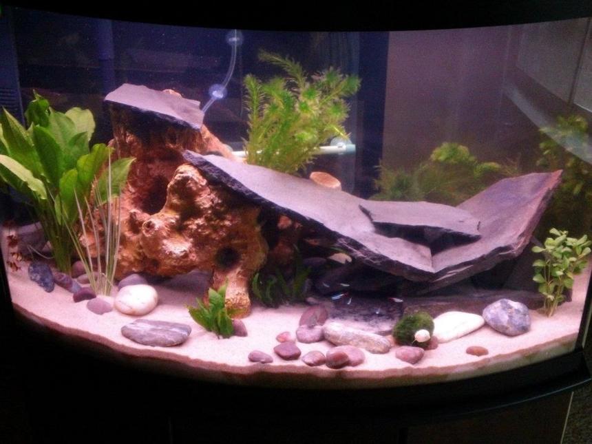 Rated #87: 57 Gallons Planted Tank - First pic