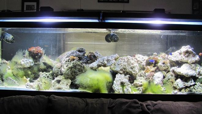 125 gallons saltwater fish tank (mostly fish, little/no live coral) - 125 gal reef