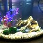 5 gallons freshwater fish tank (mostly fish and non-living decorations) - My 1st tank. 5 Gallon Marineland Crescent.